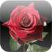 say it with a rose